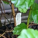 Buddleja indica Corteza