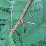 Robinia viscosa പുറംതൊലി