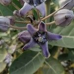 Calotropis giganteaപുഷ്പം