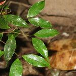 Eugenia oerstediana Leaf