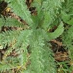 Achillea crithmifolia Leaf