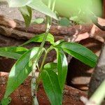 Dianthera pectoralis Hoja