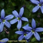 Lobelia pedunculata Flower