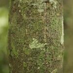 Virola michelii Corteza