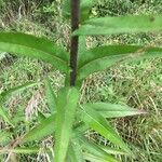 Lactuca canadensis পাতা