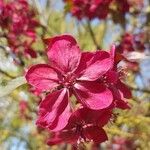 Malus floribunda Flower