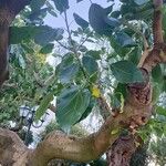 Oreopanax nymphaeifolius Hoja