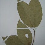 Bunchosia argentea Alia