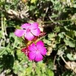 Dianthus carthusianorumBlüte