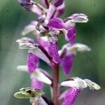 Orchis spitzelii Квітка