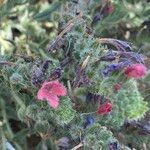 Echium angustifolium 花