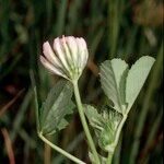 Trifolium michelianum Altres