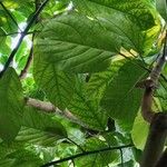 Ficus fistulosa Leaf
