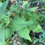 Campanula bononiensis Leaf