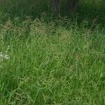 Urochloa mosambicensis Habit