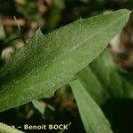 Centaurea jordaniana 葉
