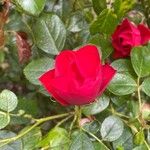 Rosa × odorata Žiedas