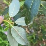 Rhododendron oreotrephes Leaf