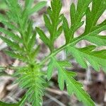 Ambrosia artemisiifolia Лист