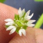 Stellaria ovata Кветка