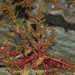 Oxybasis chenopodioides Flower