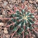 Ferocactus emoryi Fulla