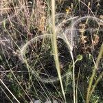 Stipa atlantica Flower