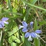 Polygala calcarea 叶