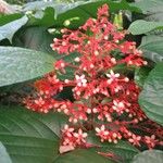 Clerodendrum paniculatum Fiore