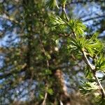 Larix sibirica Blatt
