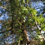 Larix sibirica Folla