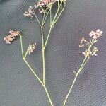 Gypsophila paniculata ശീലം