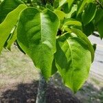 Syringa reticulata Leaf