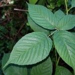 Rubus macrophyllus Blad