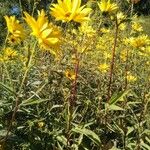 Helianthus maximiliani Leaf