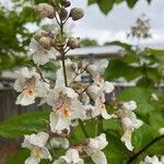 Catalpa ovataLorea