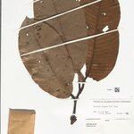 Annona neoinsignis Leaf