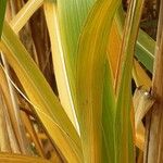 Miscanthus × longiberbis Leaf