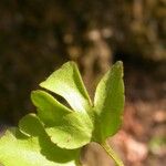 Ranunculus micranthus Levél