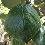Monimia rotundifolia Leaf