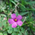 Oxalis hispidula Kwiat
