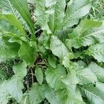 Rumex patientia Leaf