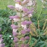 Acanthus hungaricus 花