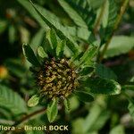 Bidens vulgata Frukt