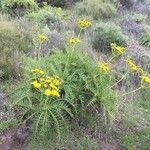 Sonchus canariensis Blüte