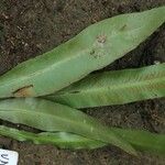 Asplenium subintegrum Хабит