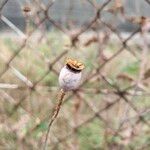 Papaver rhoeasFruit