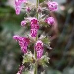 Stachys sylvatica Blüte