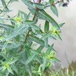 Lythrum salicaria Leaf