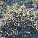 Cylindropuntia acanthocarpa Kéreg